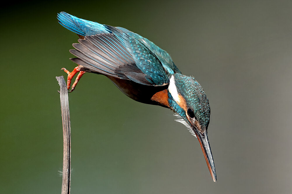 Vibrant Kingfisher Diving art print by Masahiko Moriwaki for $57.95 CAD