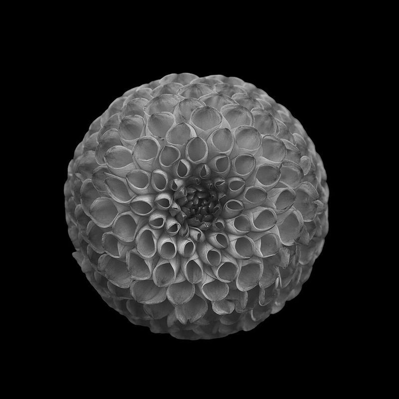 Monochrome Dahlia Bloom art print by Lotte Gronkjaer for $57.95 CAD