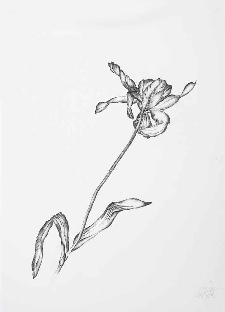 Delicate Flower Drawing art print by Mette Rix for $57.95 CAD