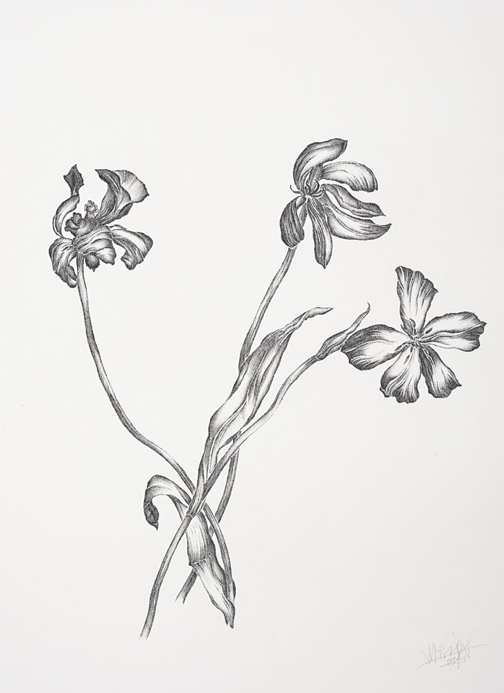 Delicate Botanical Drawing art print by Mette Rix for $57.95 CAD