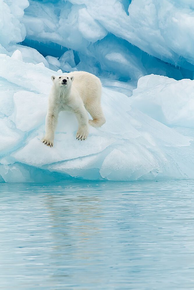 Majestic Arctic Bear art print by Joan Gil Raga for $57.95 CAD