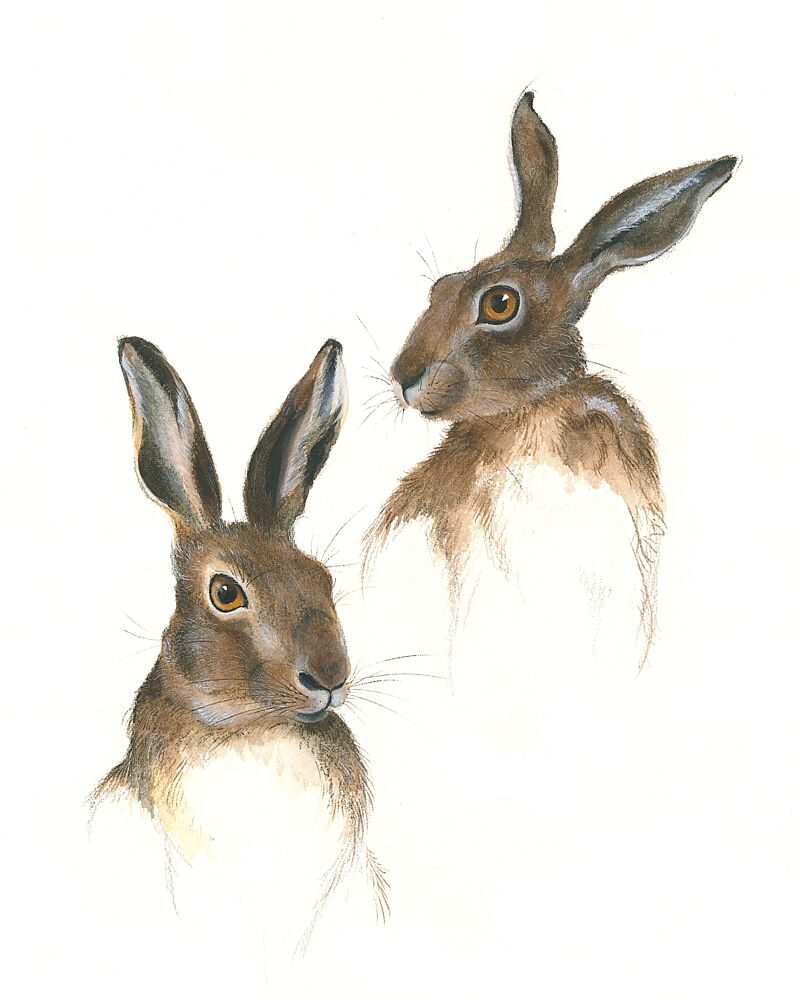 Two Hares Study art print by Isabelle Brent for $57.95 CAD