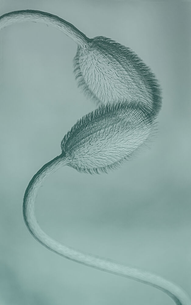 Delicate Poppy Buds art print by Molly Fu Apa for $57.95 CAD