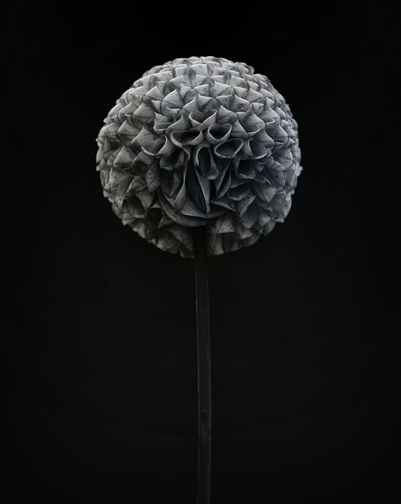 Dark Dahlia Bloom art print by Lotte Gronkjaer for $57.95 CAD