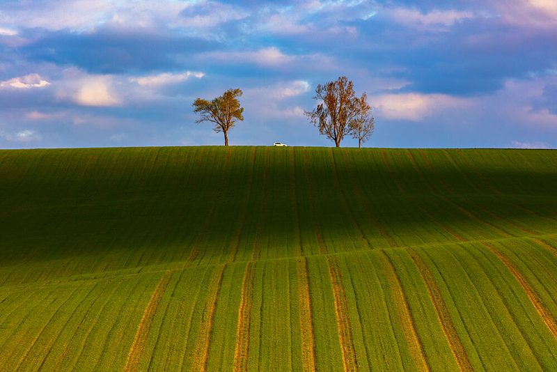 Green Fields Horizon Trees art print by Peter Hrabinsky for $57.95 CAD
