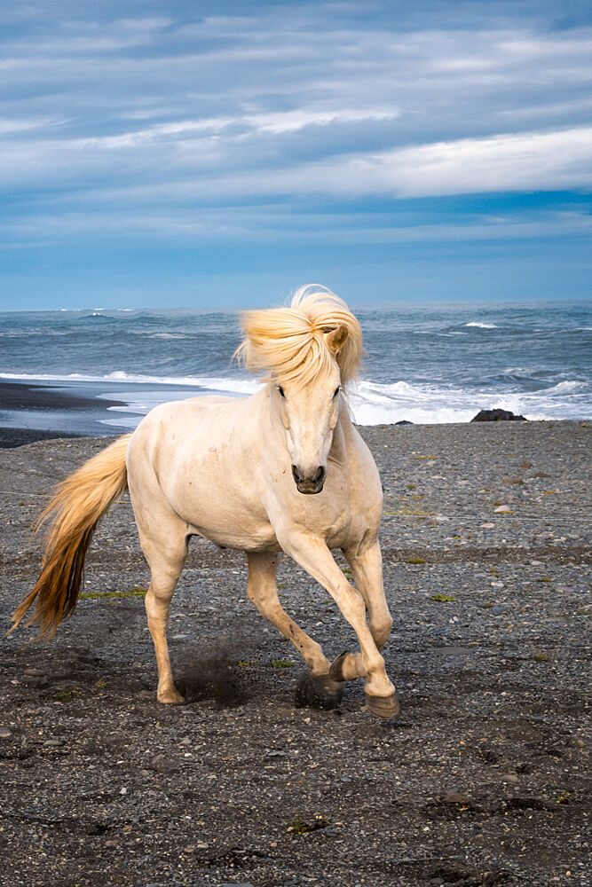 Wild Icelandic Horse art print by Benton Murphy for $57.95 CAD