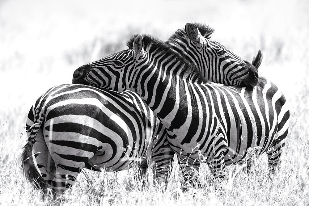 Affectionate Zebras art print by Andrea Auf Dem Brinke for $57.95 CAD