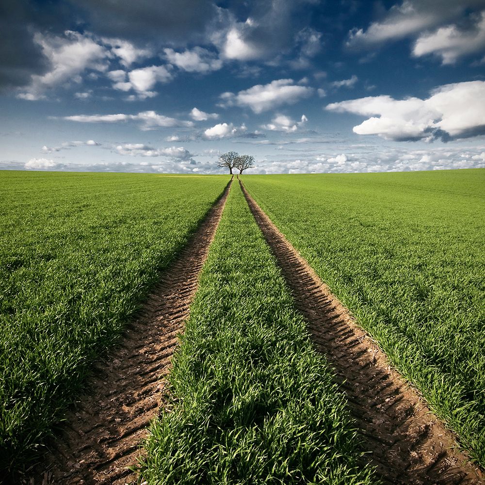 Trace A Trees art print by Carsten Meyerdierks for $57.95 CAD
