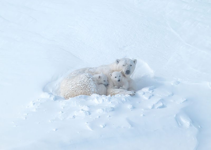 Polar Bear Family art print by Jie Fischer for $57.95 CAD