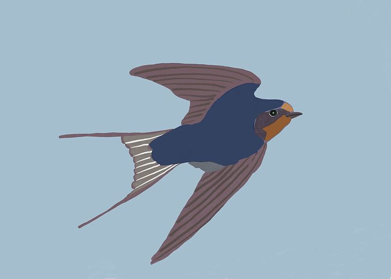 Flying Barn Swallow art print by Sharyn Bursic for $57.95 CAD