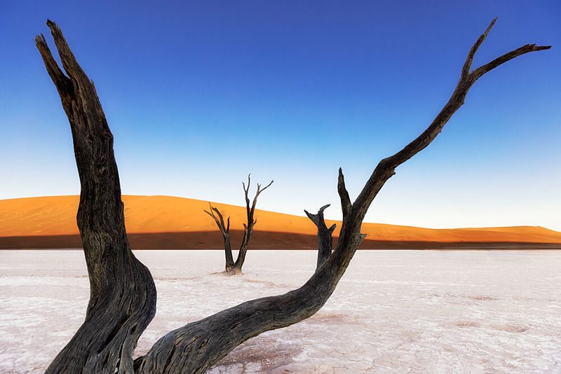 Desert Dunes and Dead Trees art print by Louise Xie Apa for $57.95 CAD