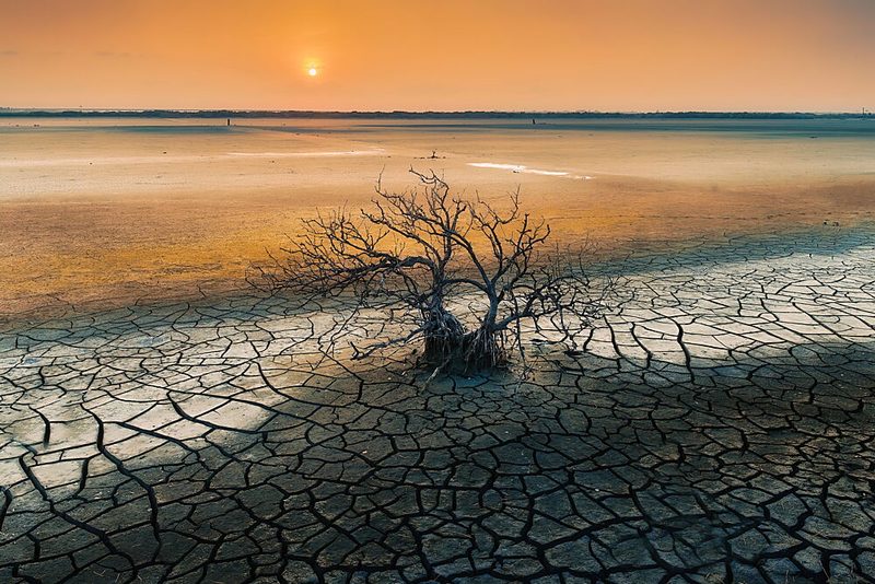 Desolate Desert Sunset Tree art print by MingLun Tsai for $57.95 CAD
