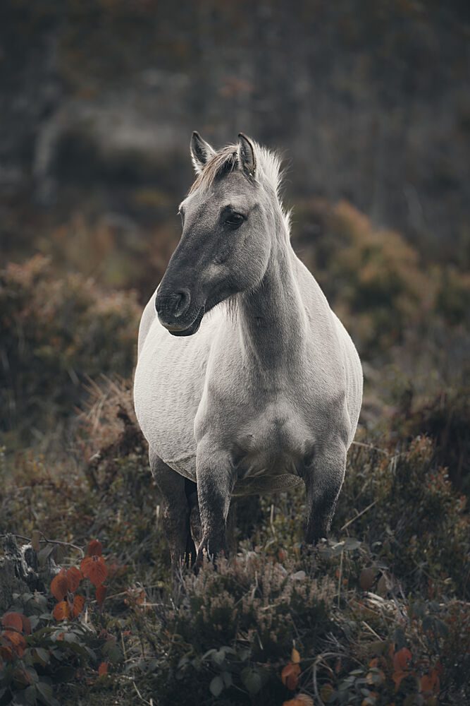 Solitary Wild Horse art print by Peter Schade for $57.95 CAD