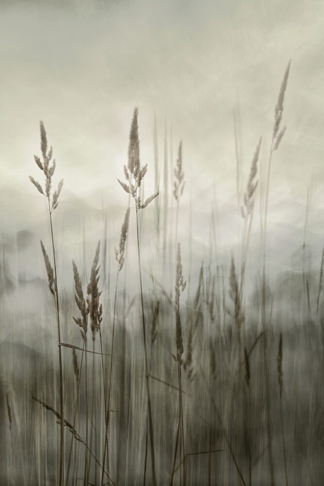 Ethereal Tall Grass art print by Christina Sillen for $57.95 CAD