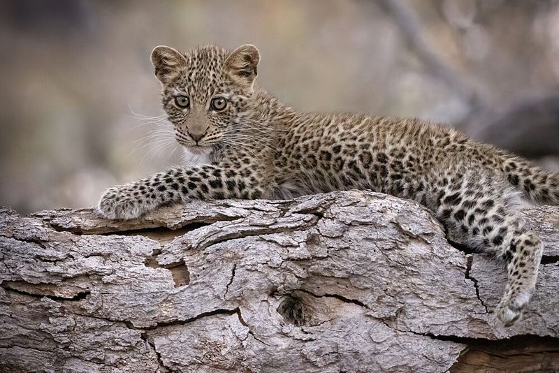 Watchful Leopard Cub art print by Renee Doyle for $57.95 CAD