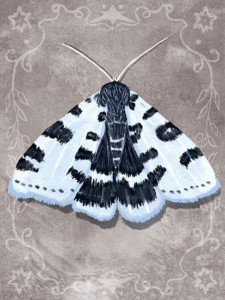 Whimsical Spotted Moth art print by Aliya Putrus for $57.95 CAD