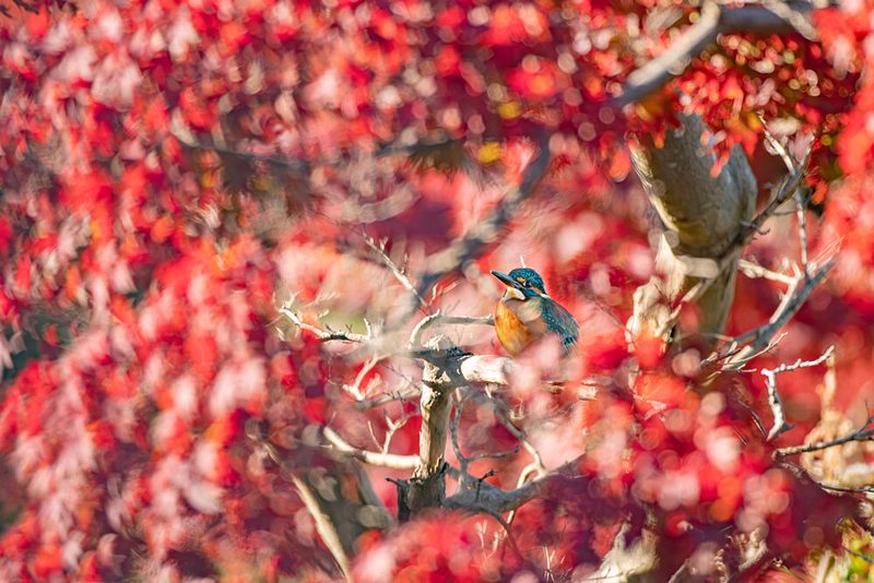 Autumn Kingfisher Red Leaves art print by WalabiMochi for $57.95 CAD