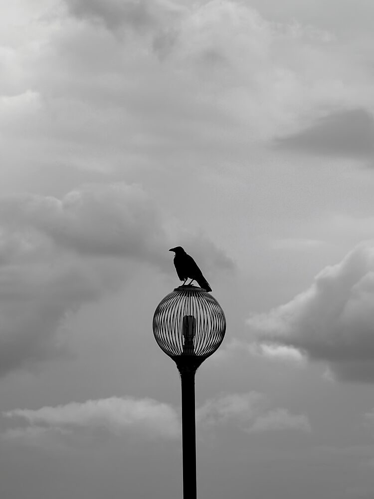 Solitary Crow Streetlight art print by Keita Okada for $57.95 CAD