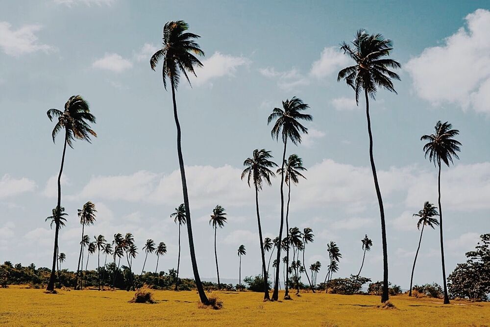 Island Palm Trees art print by del Mundo Portraits for $57.95 CAD