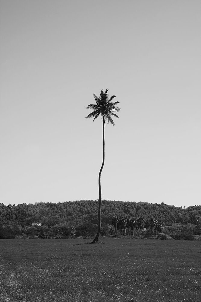Elegant Palm Tree View art print by del Mundo Portraits for $57.95 CAD