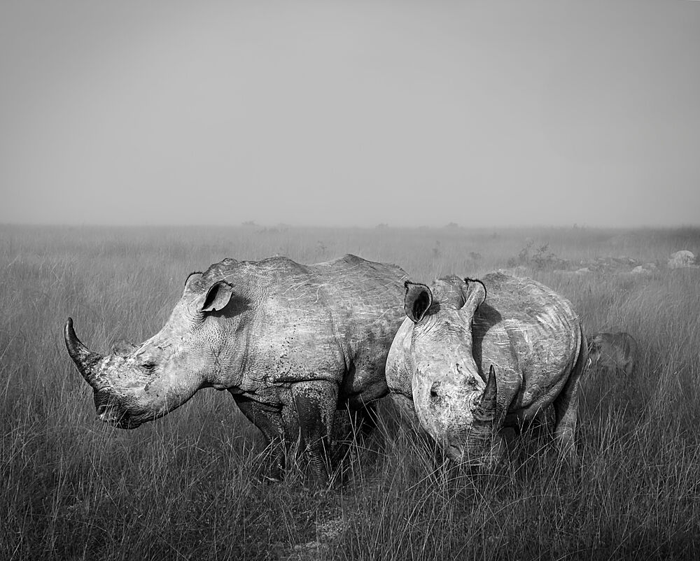 White Rhinos in Mist art print by Sophie B for $57.95 CAD