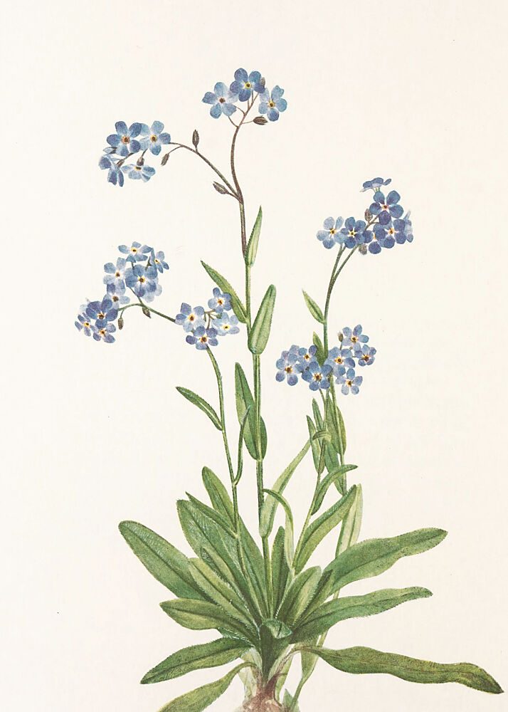 Alpine Forget Me Not from North American Wildflowers 1925 by Mary Vaux Walcott art print by Mary Vaux Walcott for $57.95 CAD