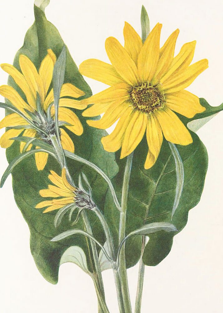 Balsamroot from North American Wildflowers 1925 by Mary Vaux Walcott art print by Mary Vaux Walcott for $57.95 CAD