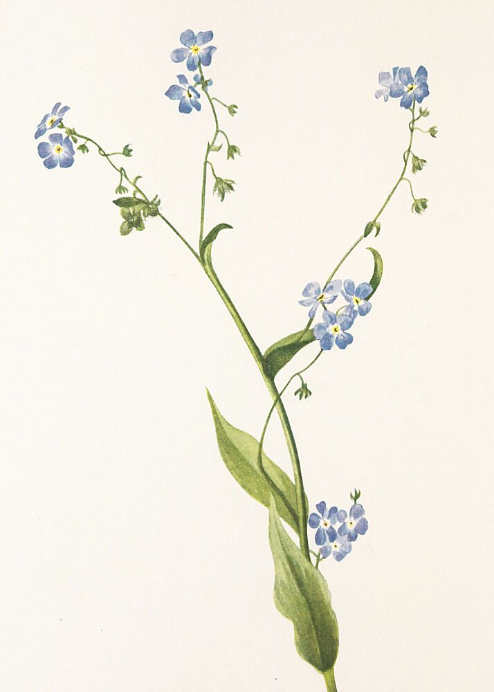 Bur Forget Me Not from North American Wildflowers 1925 by Mary Vaux Walcott art print by Mary Vaux Walcott for $57.95 CAD