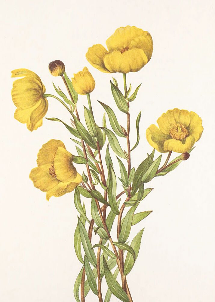 Bushpoppy from North American Wildflowers 1925 by Mary Vaux Walcott art print by Mary Vaux Walcott for $57.95 CAD