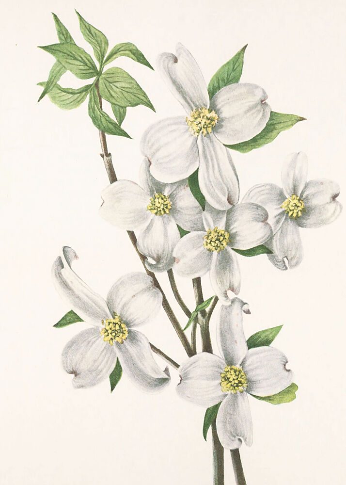 Flowering Dogwood from North American Wildflowers 1925 by Mary Vaux Walcott art print by Mary Vaux Walcott for $57.95 CAD
