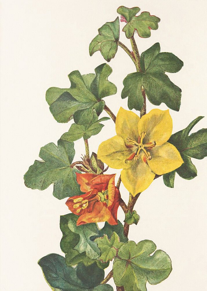 Mexican Fremontia from North American Wildflowers 1925 by Mary Vaux Walcott art print by Mary Vaux Walcott for $57.95 CAD