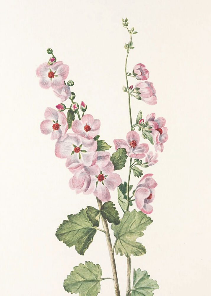 Orange Eye Globemallow from North American Wildflowers 1925 by Mary Vaux Walcott art print by Mary Vaux Walcott for $57.95 CAD