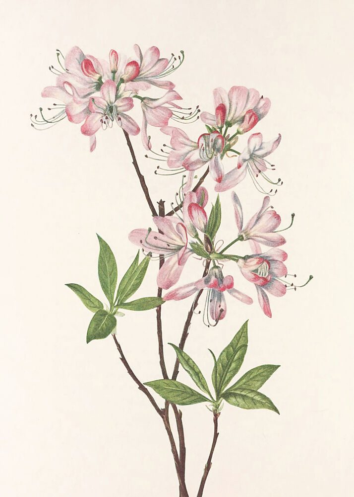 Pinkshell Azalea from North American Wildflowers 1925 by Mary Vaux Walcott art print by Mary Vaux Walcott for $57.95 CAD