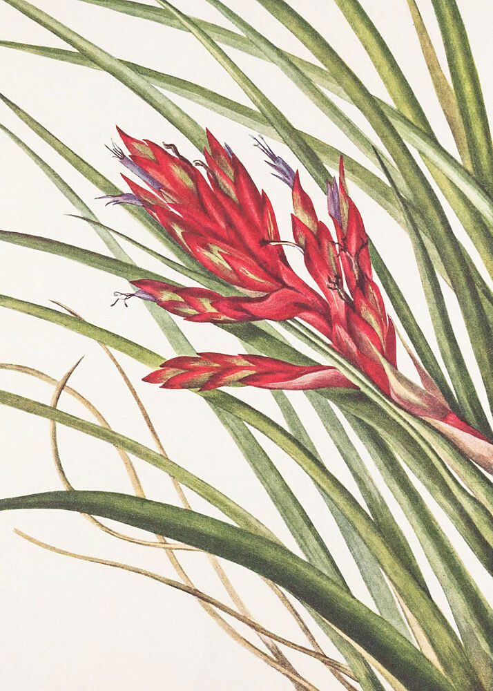Quill Leaf Tillandsia from North American Wildflowers 1925 by Mary Vaux Walcott art print by Mary Vaux Walcott for $57.95 CAD