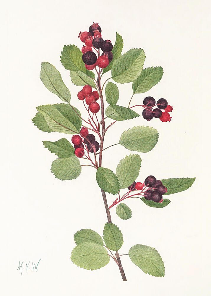 Saskatoon from North American Wildflowers 1925 by Mary Vaux Walcott art print by Mary Vaux Walcott for $57.95 CAD