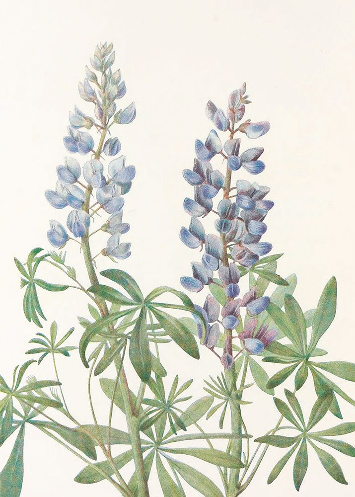 Sundial Lupine From North American Wildflowers (1925) By Mary Vaux Walcott art print by Pictufy for $57.95 CAD