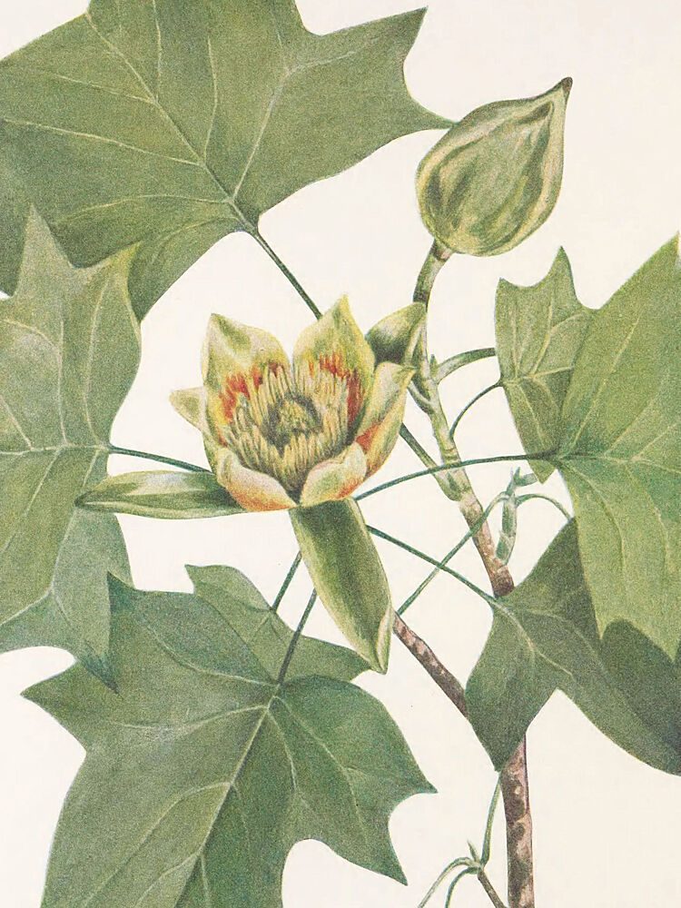 Tulip Tree from North American Wildflowers 1925 by Mary Vaux Walcott. art print by Mary Vaux Walcott for $57.95 CAD