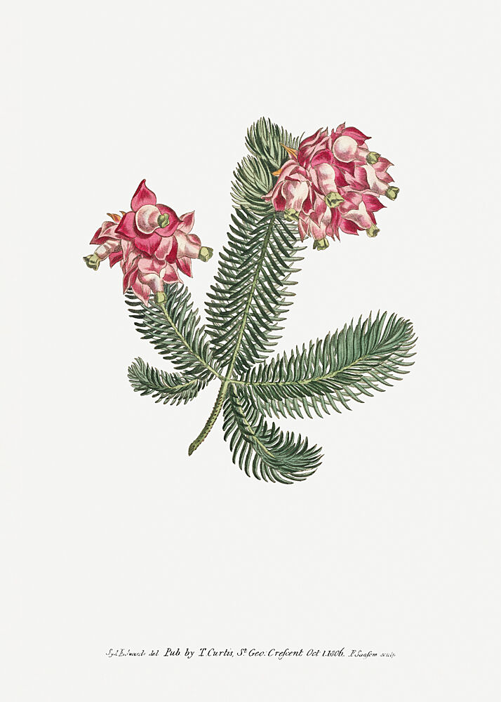 Erica Glauca Flower Garden Displayed by Francis Sansom art print by Francis Sansom for $57.95 CAD