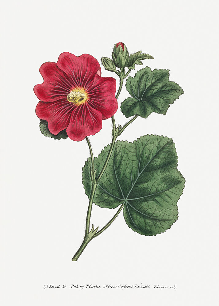 Alcea Rosea 1815 Flower Garden Displayed by Francis Sansom art print by Francis Sansom for $57.95 CAD