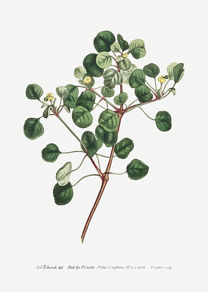 Euphorbia Petiolaris 1805 Flower Garden Displayed by Francis Sansom art print by Francis Sansom for $57.95 CAD