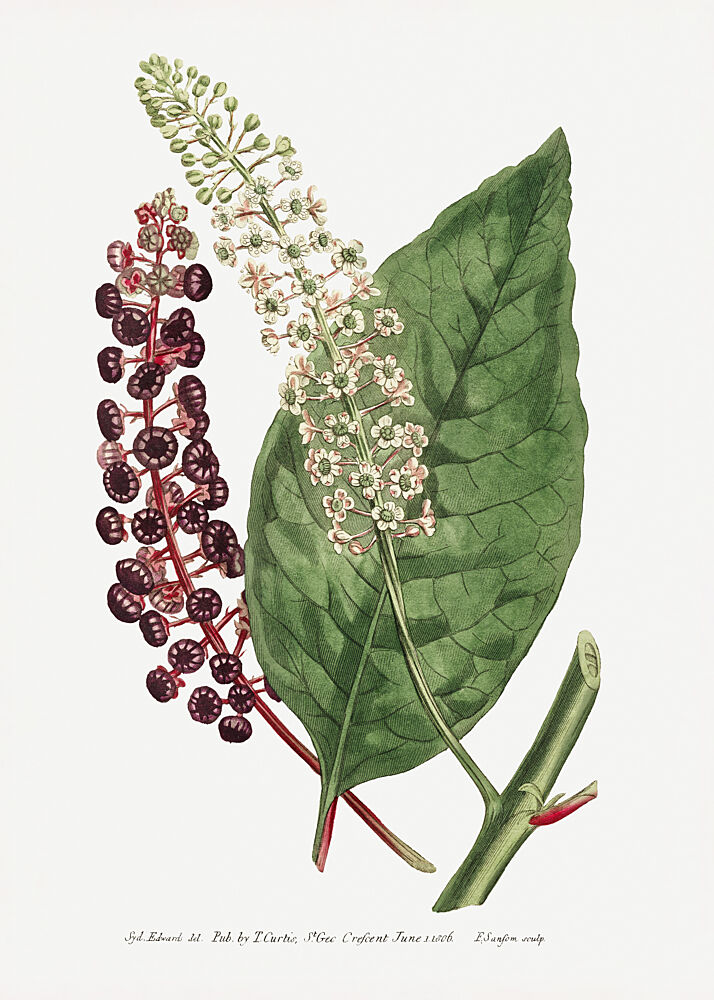 Phytolacca Decandra 1806 Flower Garden Displayed by Francis Sansom art print by Francis Sansom for $57.95 CAD