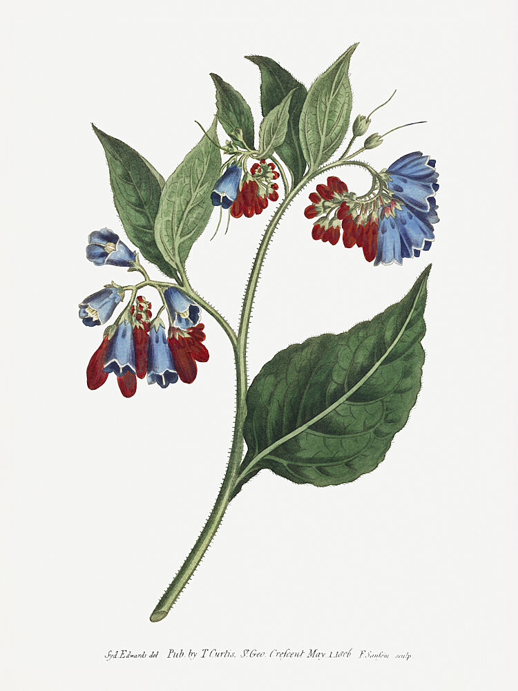 Symphyum Asperrim 1806 Flower Garden Displayed by Francis Sansom art print by Francis Sansom for $57.95 CAD