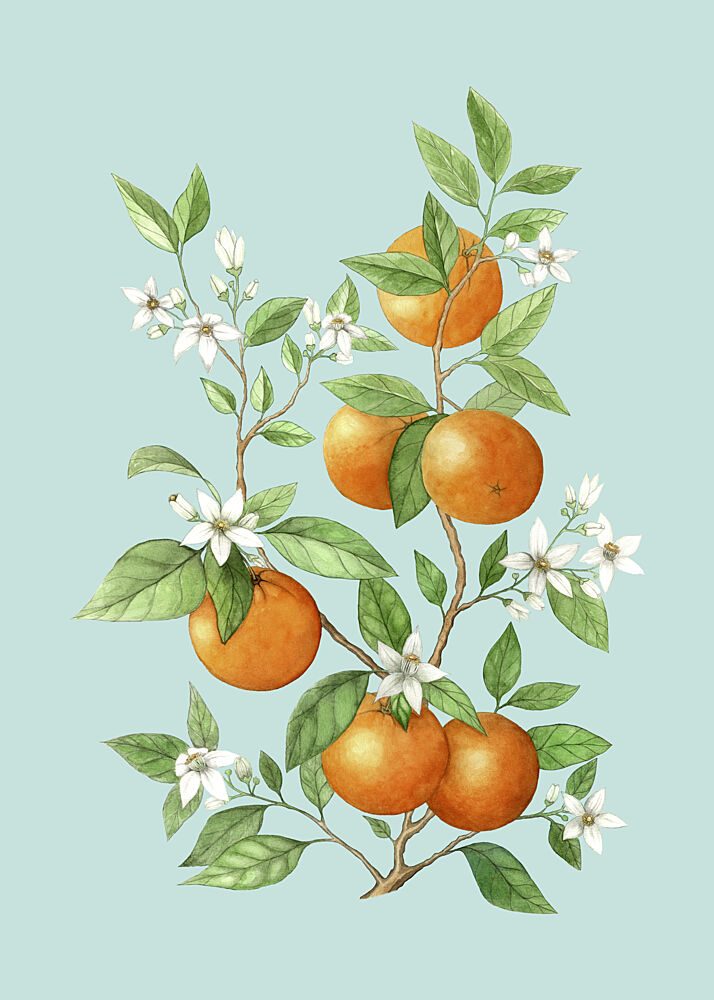 Citrus Blossoms and Oranges art print by Maja Kjaer for $57.95 CAD