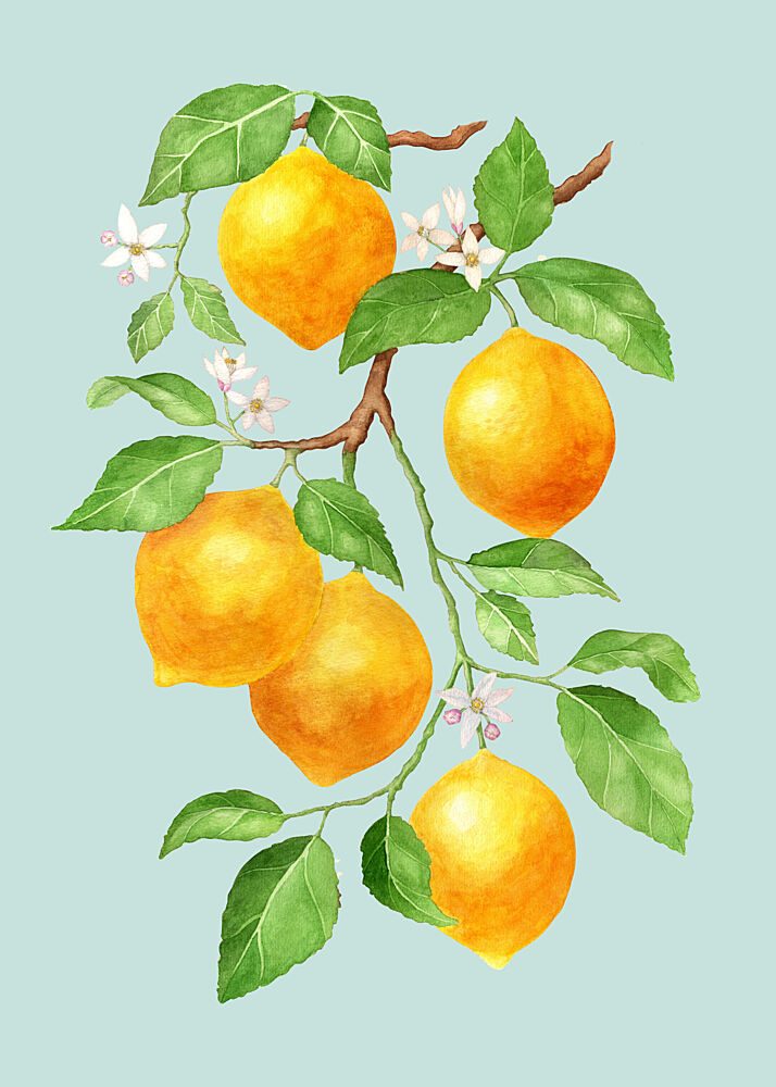 Fresh Lemon Branch art print by Maja Kjaer for $57.95 CAD