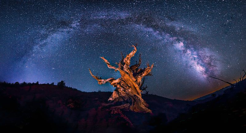 Ancient Tree Milky Way art print by Michael Zheng for $57.95 CAD
