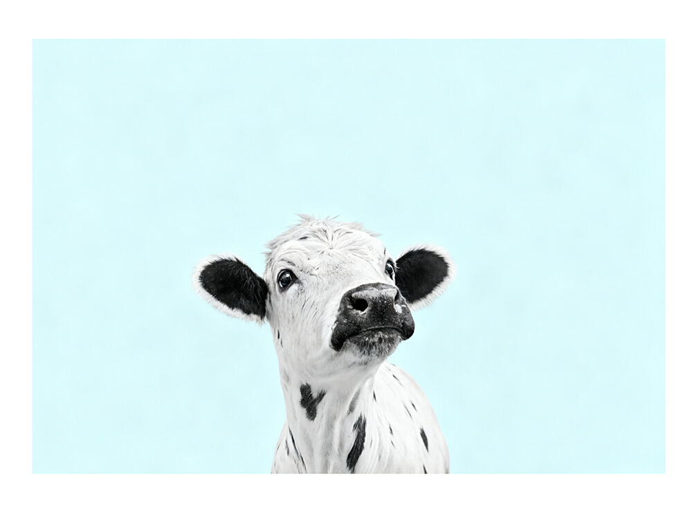 Curious Baby Cow art print by Neetesh Kumar for $57.95 CAD