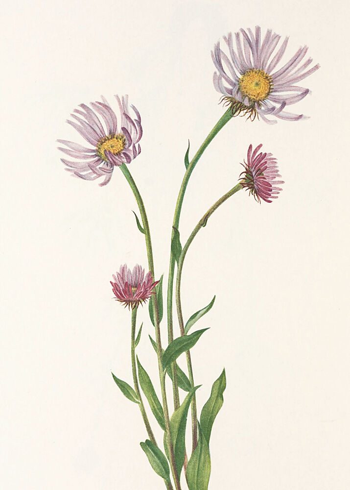 Alaska Fleabane from North American Wildflowers 1925 by Mary Vaux Walcott. art print by Mary Vaux Walcott for $57.95 CAD