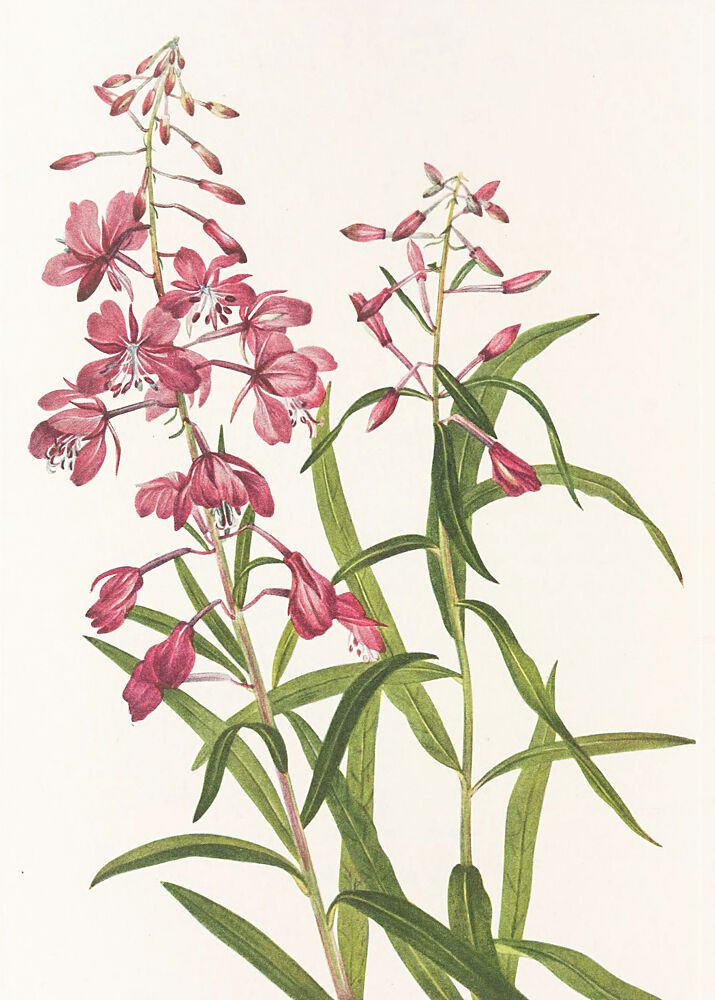 Fireweed from North American Wildflowers 1925 by Mary Vaux Walcott. art print by Mary Vaux Walcott for $57.95 CAD