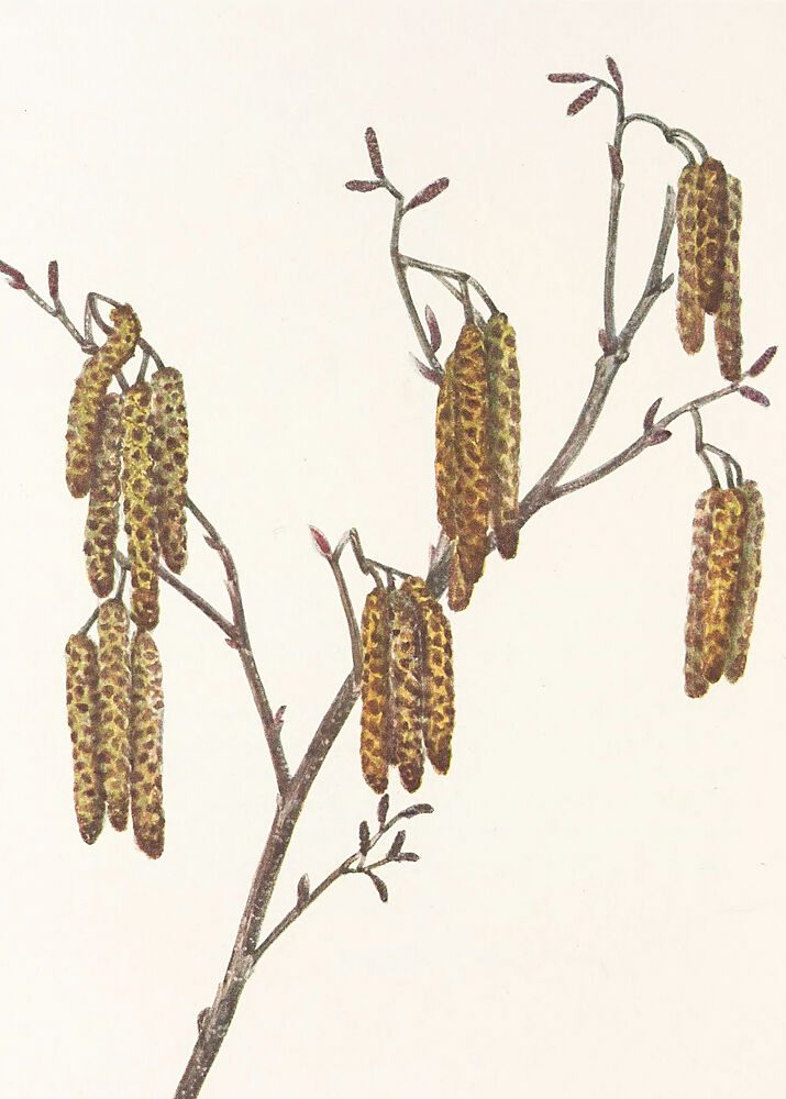 Hazel Alder Alnus Regosa from North American Wildflowers 1925 by Mary Vaux Walcott. art print by Mary Vaux Walcott for $57.95 CAD