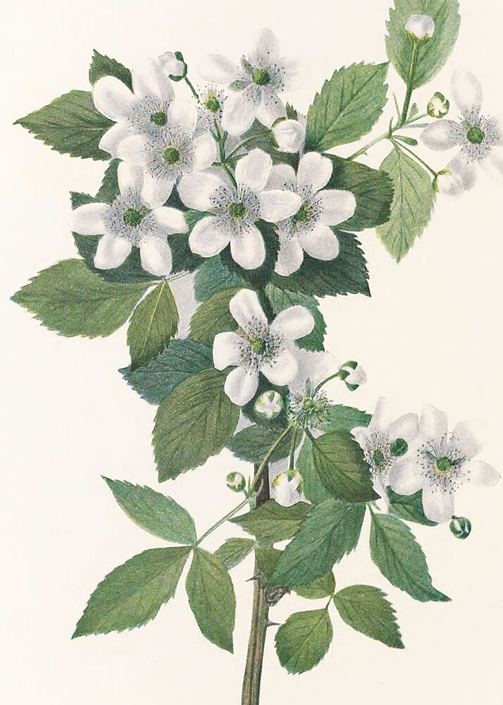 Highbush Blackberry from North American Wildflowers 1925 by Mary Vaux Walcott. art print by Mary Vaux Walcott for $57.95 CAD